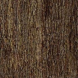 Northcott - Brown - Naturescape Basics - Brown - 25501-36