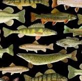 Timeless Treasures - Fish - Black